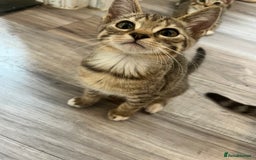 Mixed Breed cats for sale: Pixie bob mixed kittens - Image 23