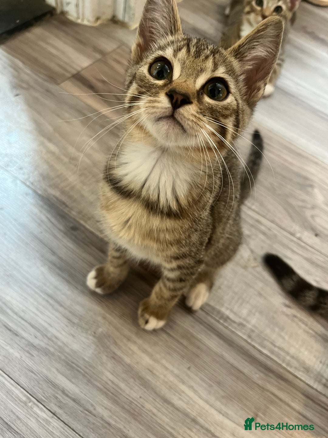 Mixed Breed cats for sale: Pixie bob mixed kittens - Image 23