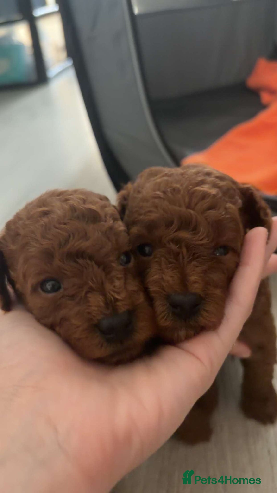 Toy Poodle dogs for sale: KC REGISTERED toy poodle puppies - Advert 9