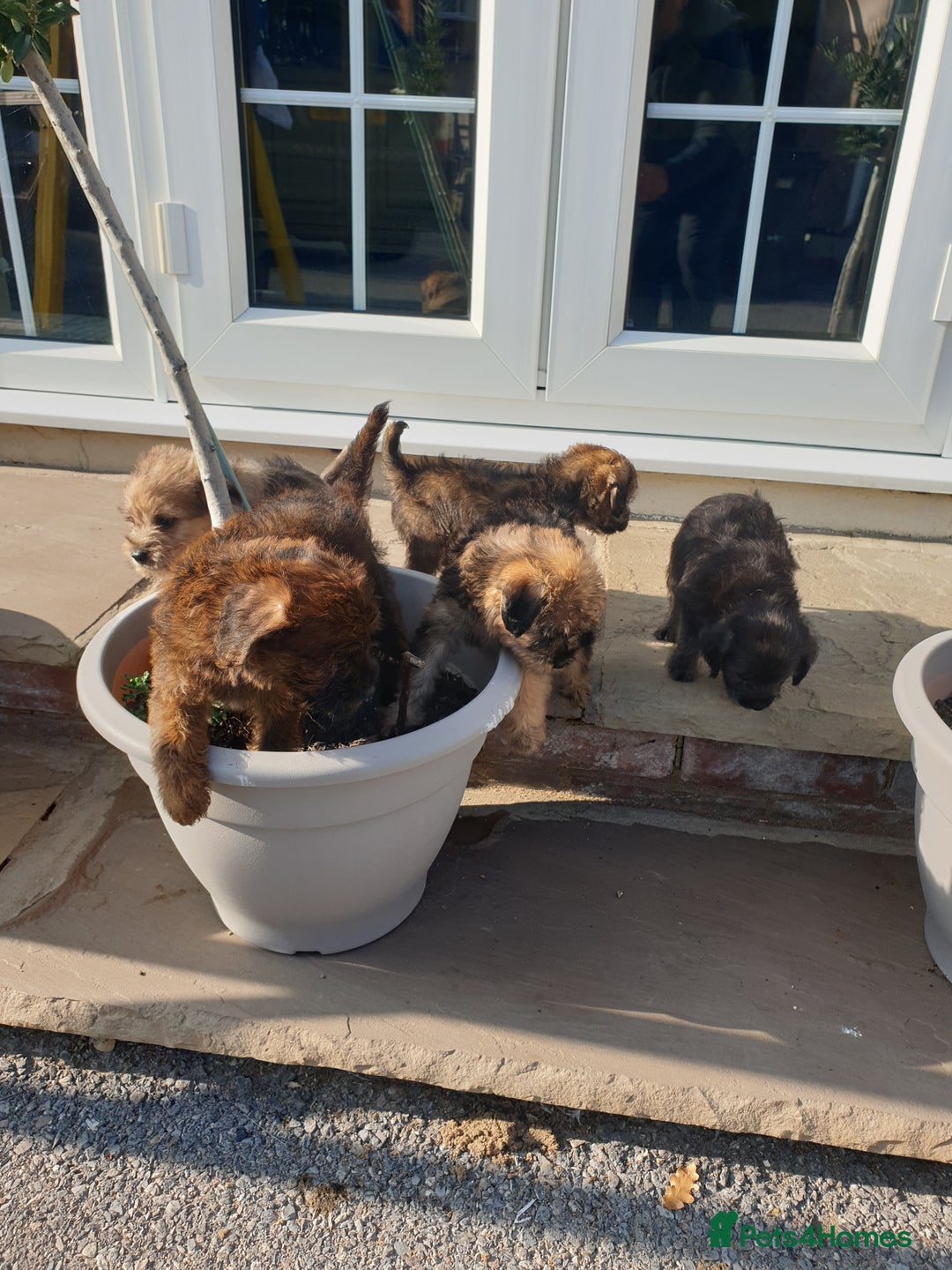 Mixed Breed dogs for sale: Border Terrier x miniature Poodle  - Image 28