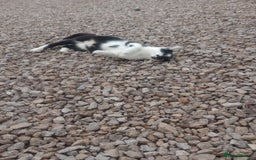 Mixed Breed cats for sale: Farm cat - Image 2