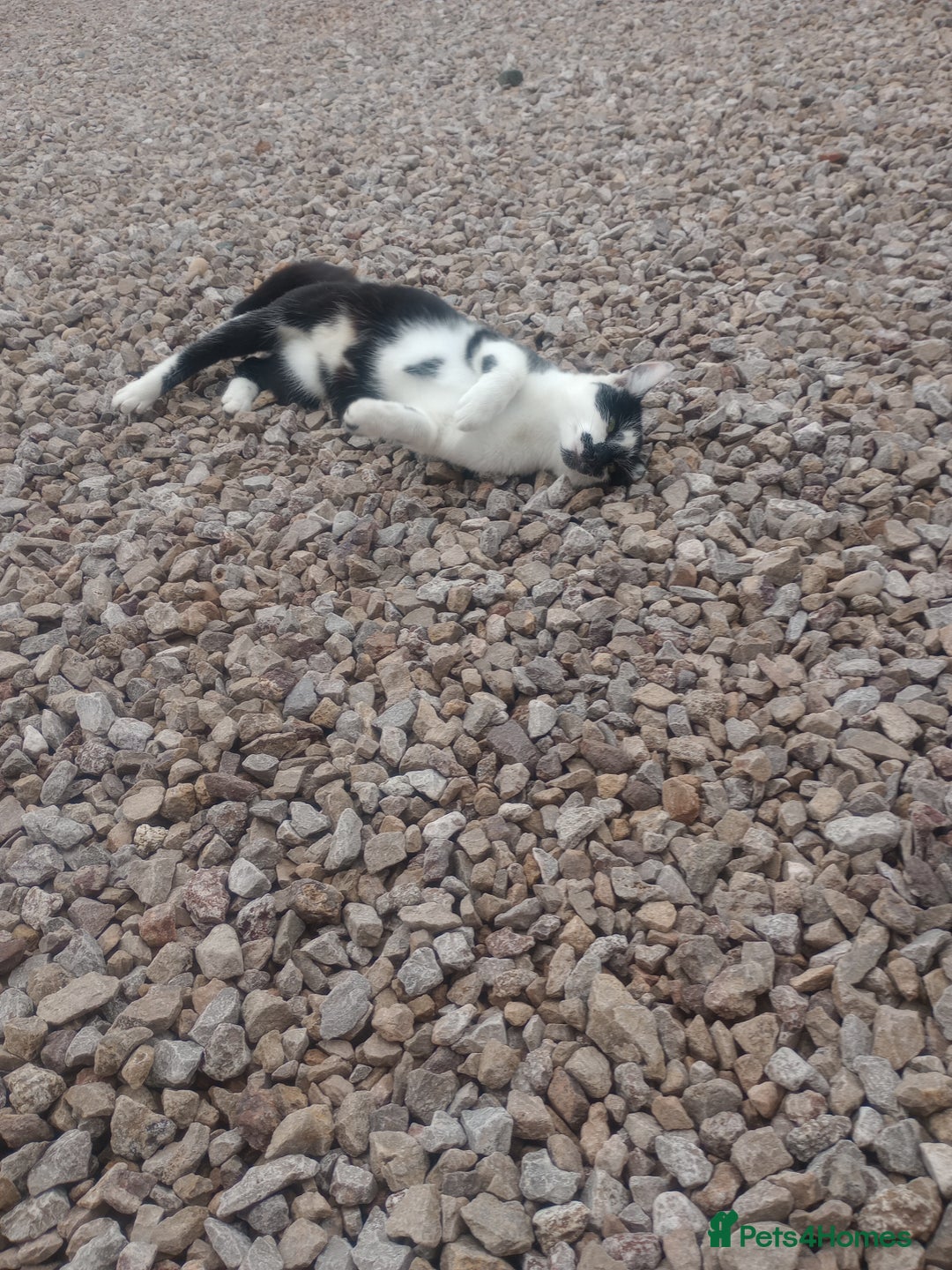 Mixed Breed cats for sale: Farm cat - Image 2
