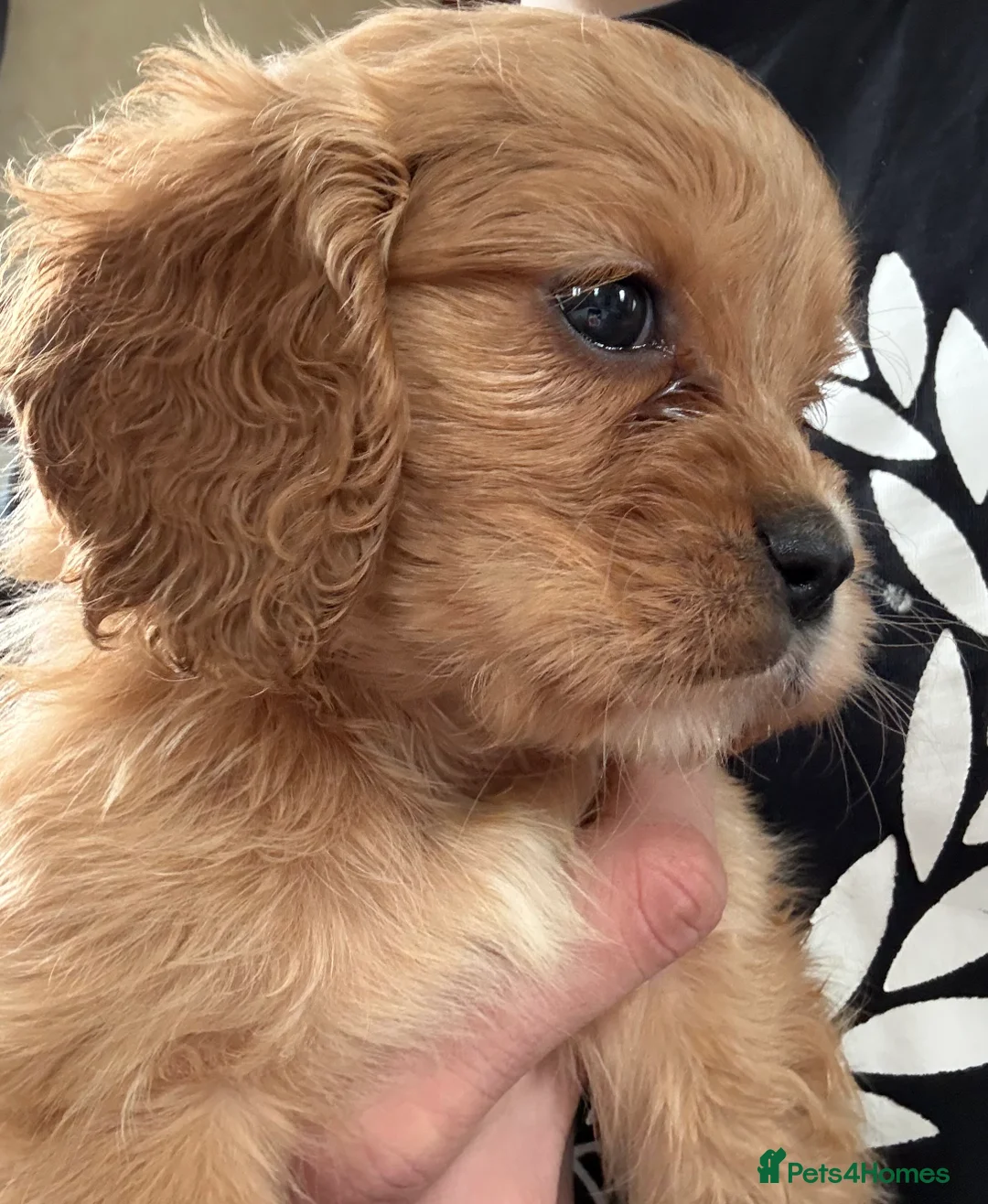 Mixed Breed dogs for sale: Mini Cavapoo puppy’s black and gold  - Advert 19