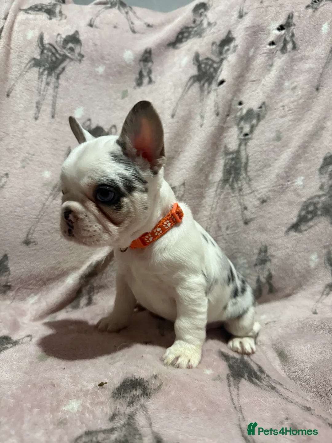 French Bulldog dogs for sale: LAST MALE LEFT beautiful KC reg French Bulldog - Advert 5