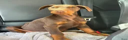 Dobermann dogs for sale: Beautiful family dobermans * 2 boys ready to go* - Advert 8