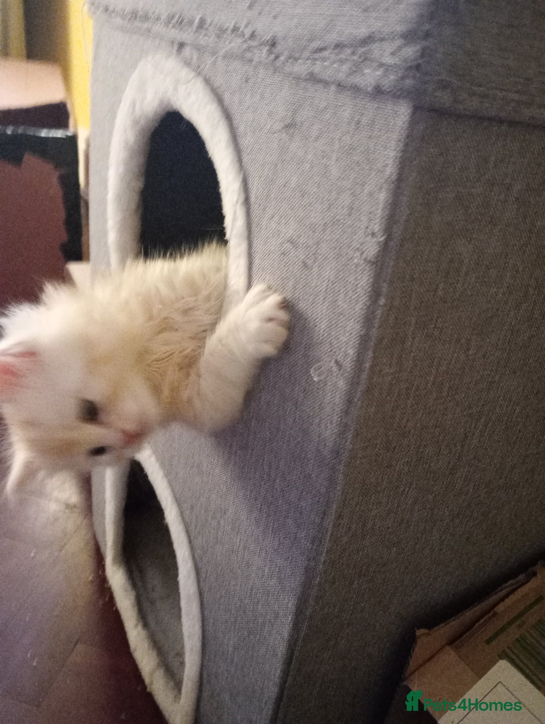 Maine Coon cats for sale: Maine coon kittens - Advert 5