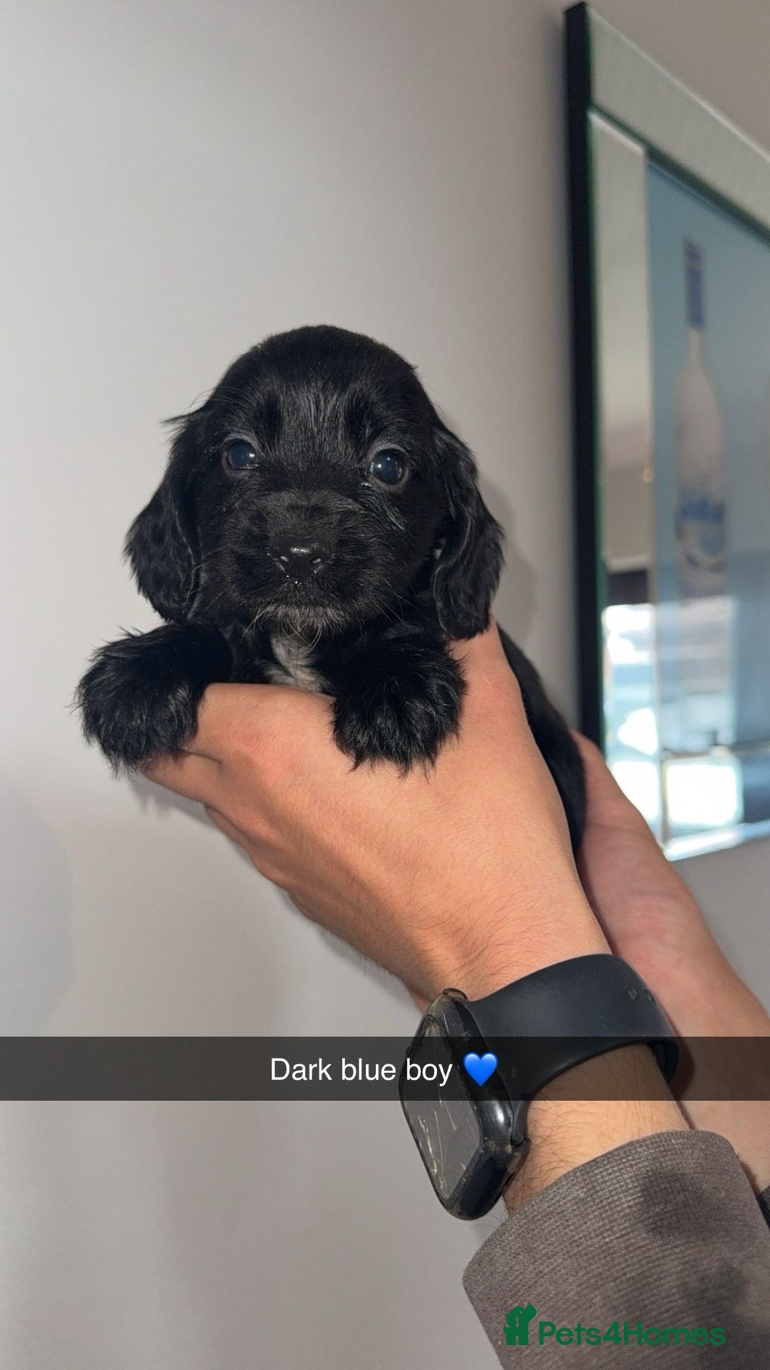 Cocker Spaniel dogs for sale: Cocker spaniel puppies  - Image 7