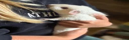 Guinea Pig rodents for sale: 4 boar guinea pigs  - Advert 8