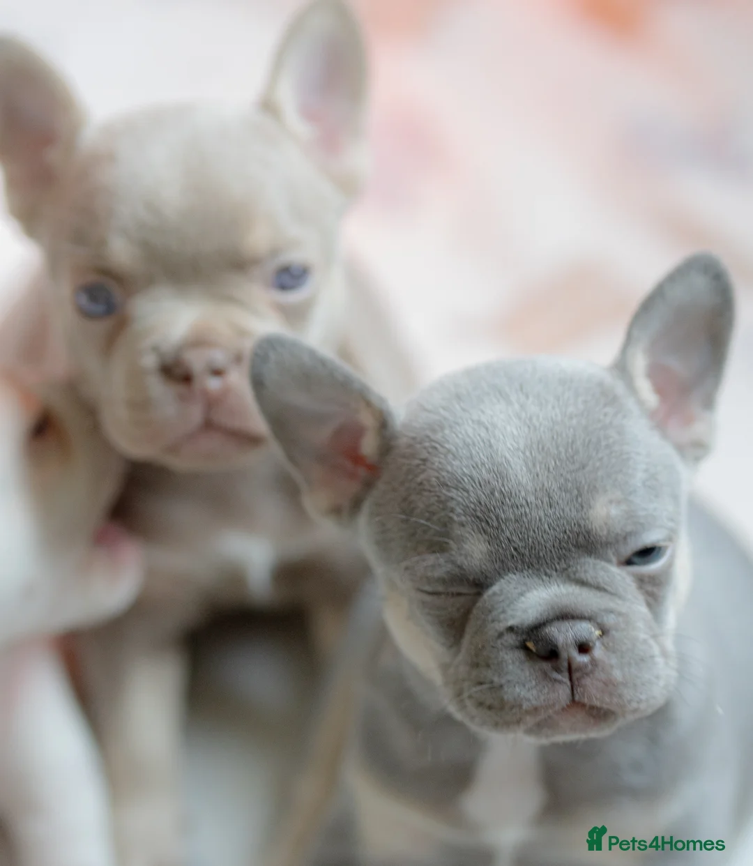 French Bulldog dogs for sale: KC registered new shade French Bulldog puppies - Advert 4