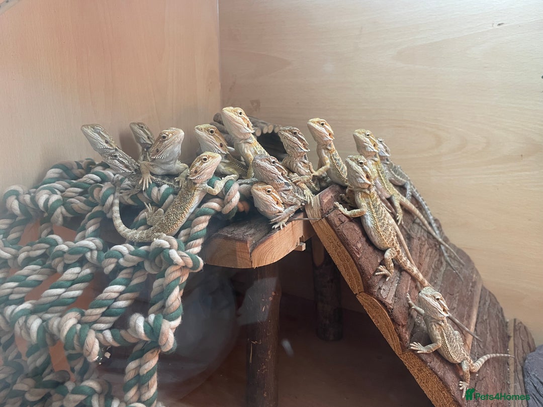 Bearded Dragon reptiles for sale: Hypo Baby Bearded Dragons - Image 7
