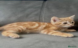 British Shorthair cats for sale: Beautiful Purebreed British Shorthair X Tabby - Image 17