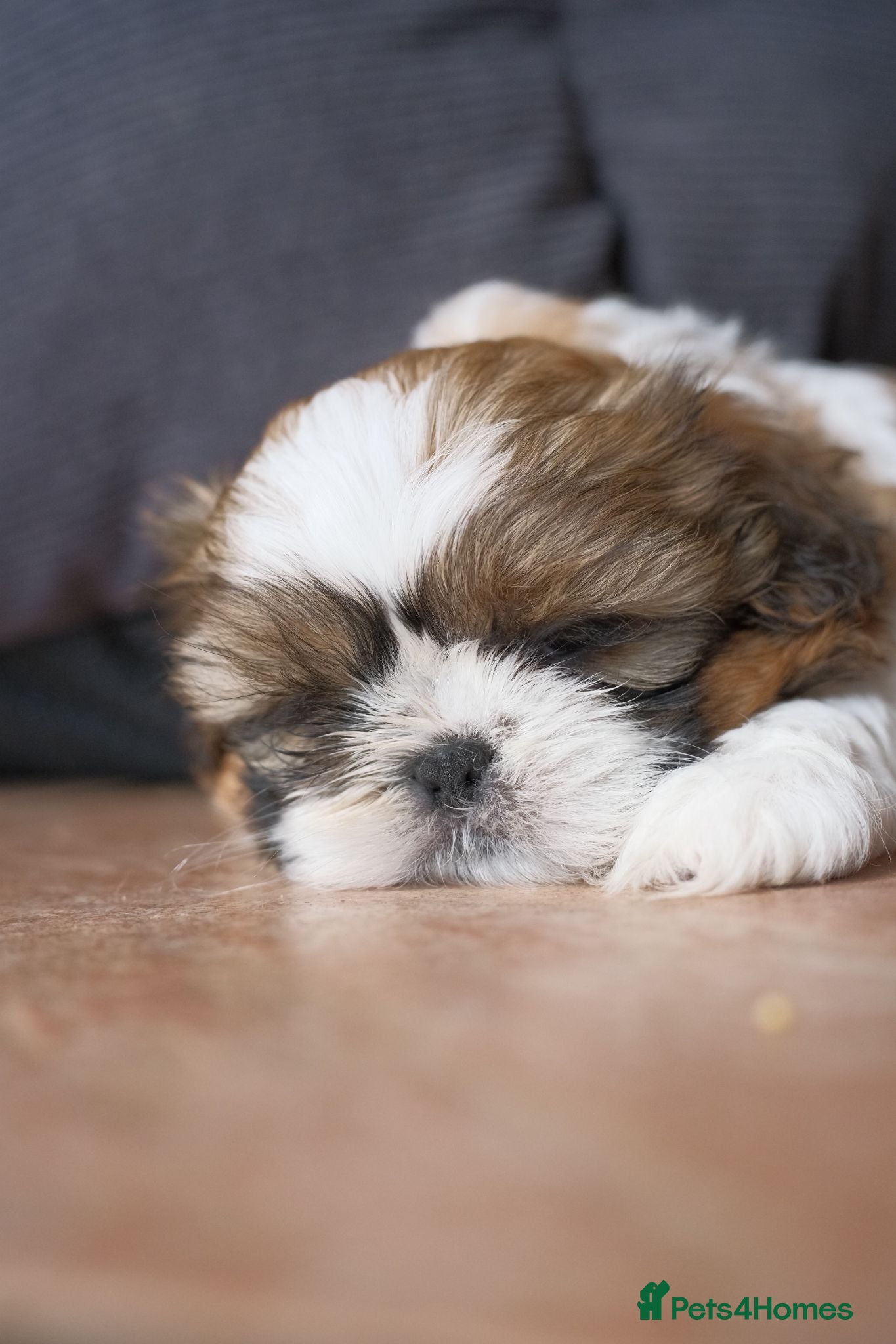 Shih Tzu dogs 3 Beautiful shih tzu puppies  - Advert 2