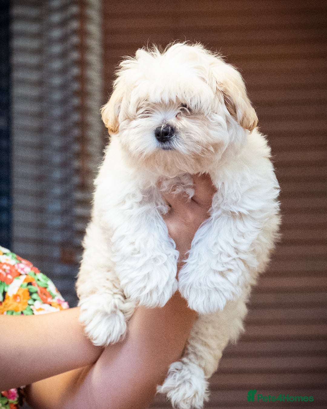 Mixed Breed dogs for sale: Fluffy Bichon Puppies – Friendly & Family Raised - Image 6