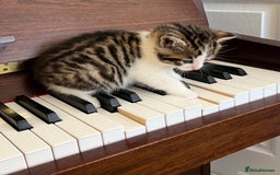 Mixed Breed cats for sale: READY NOW, 3 BEAUTIFUL TABBY BOYS (with Bengal)  - Image 14