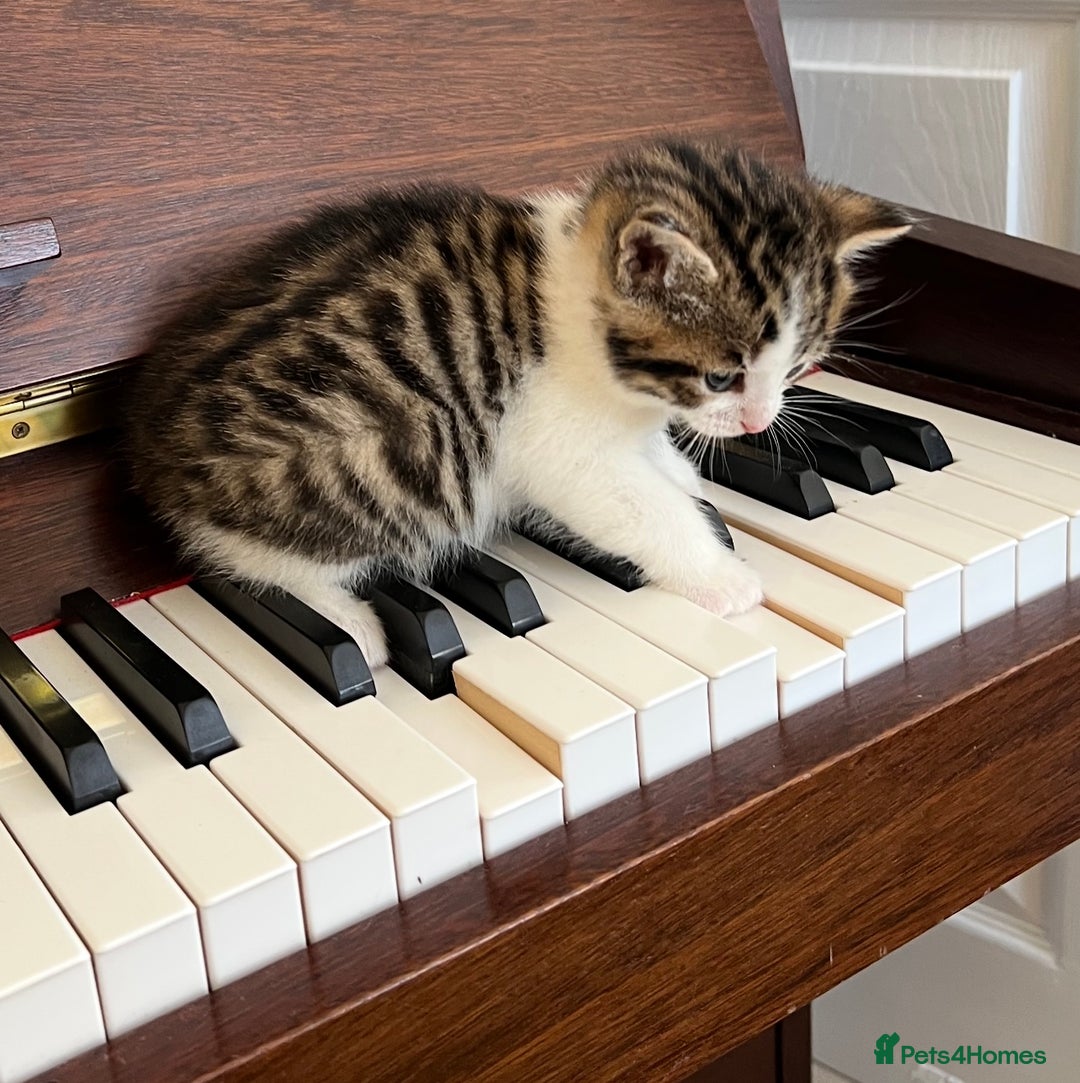 Mixed Breed cats for sale: READY NOW, 3 BEAUTIFUL TABBY BOYS (with Bengal)  - Image 14