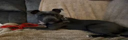 Staffordshire Bull Terrier dogs for sale: Blue staff - Advert 3