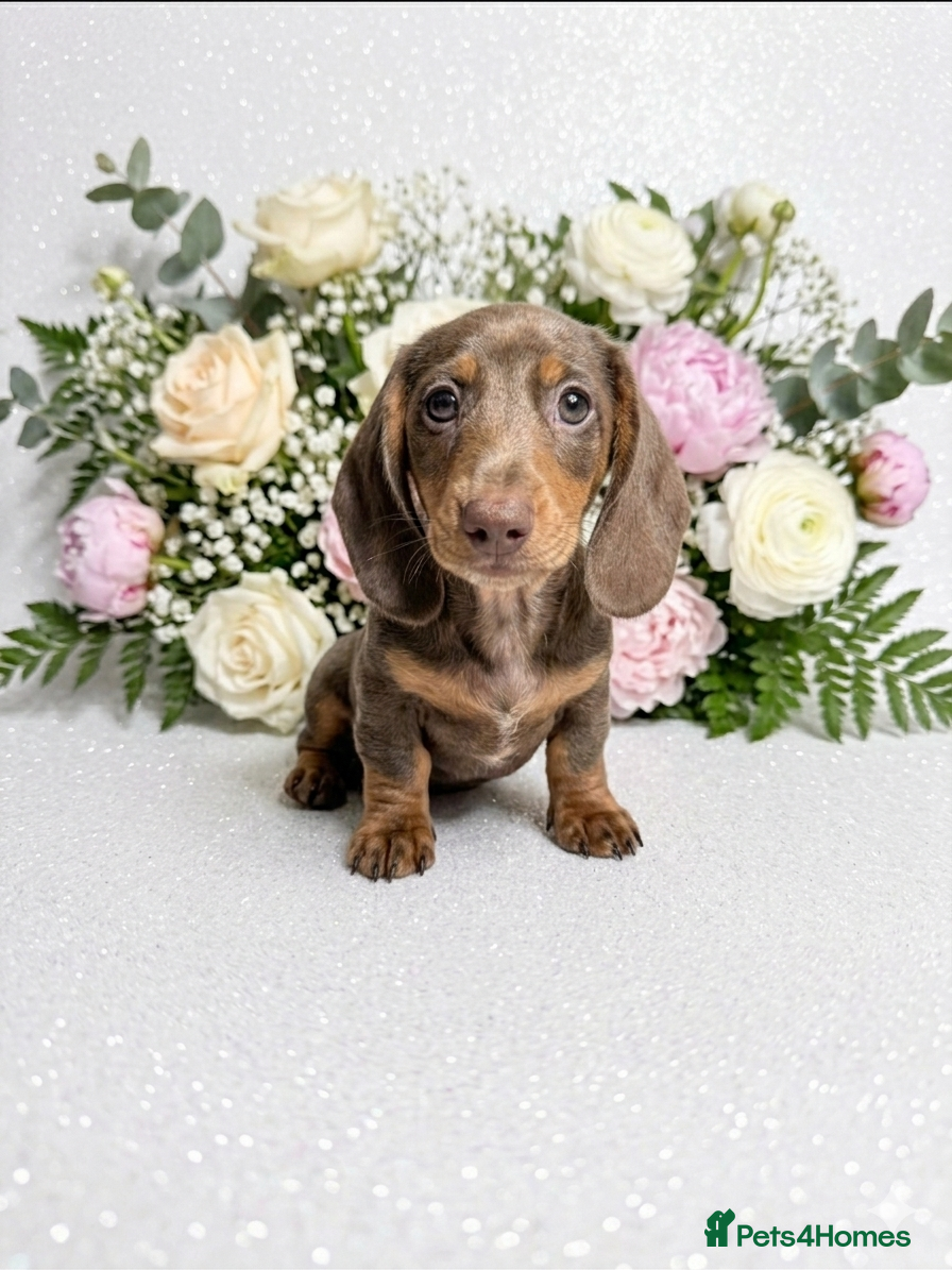Miniature Dachshund dogs REDUCED READY NOW LAST BOY 💙 - Advert 8