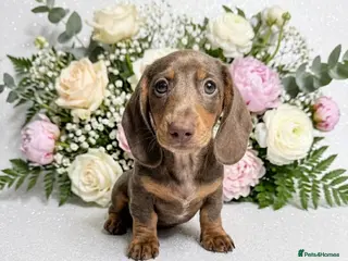 Miniature Dachshund dogs REDUCED READY NOW LAST BOY 💙 - Advert 8
