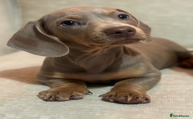 Miniature Dachshund dogs - Advert 3