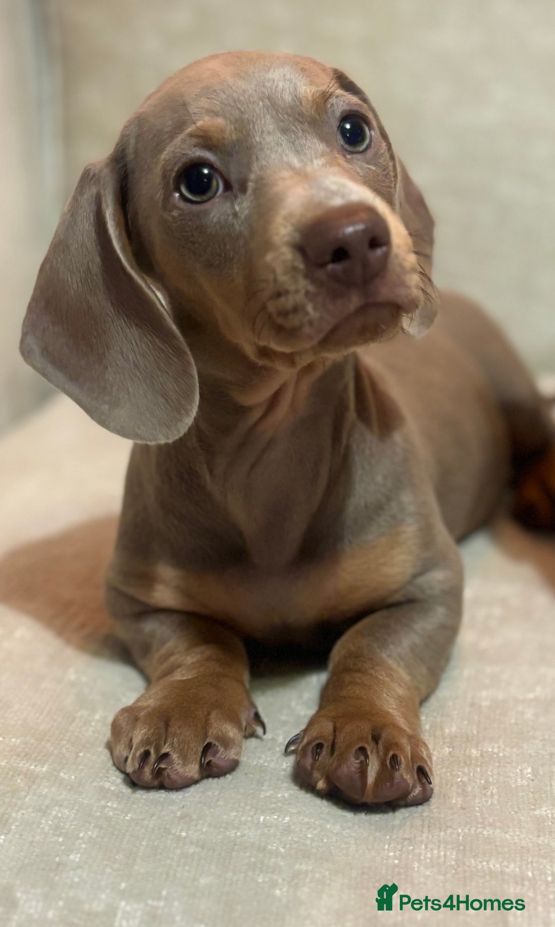 Miniature Dachshund dogs for sale:  1 Beautiful Boy & 1 girl Isabella tan 💙💕 - Image 1
