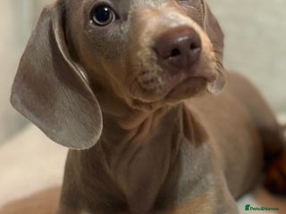 Miniature Dachshund dogs - Advert 26