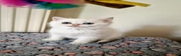 British Shorthair cats for sale: 🌟GCCF registred kittens 🌟 - Advert 7