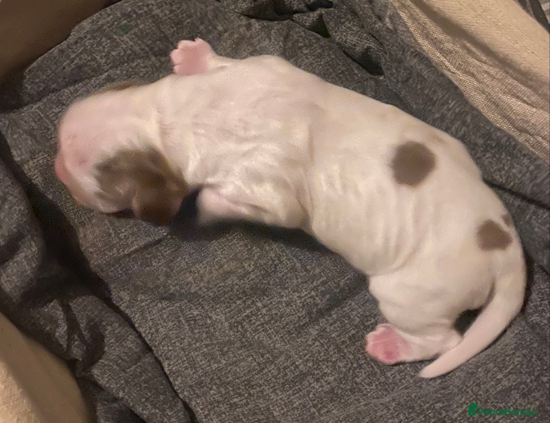 Cocker Spaniel dogs for sale: ‘Show Type’ Cocker Spaniel Puppies. KC Registered. - Advert 24