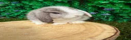 Mini Lop rabbits for sale: 🥰😍Stunning purebred mini lops ready now 🥰😍 - Advert 20
