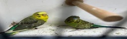Budgerigars birds for sale: Black face with black wing split bf/bw pair  - Advert 14