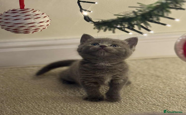 Mixed Breed cats - Advert 3