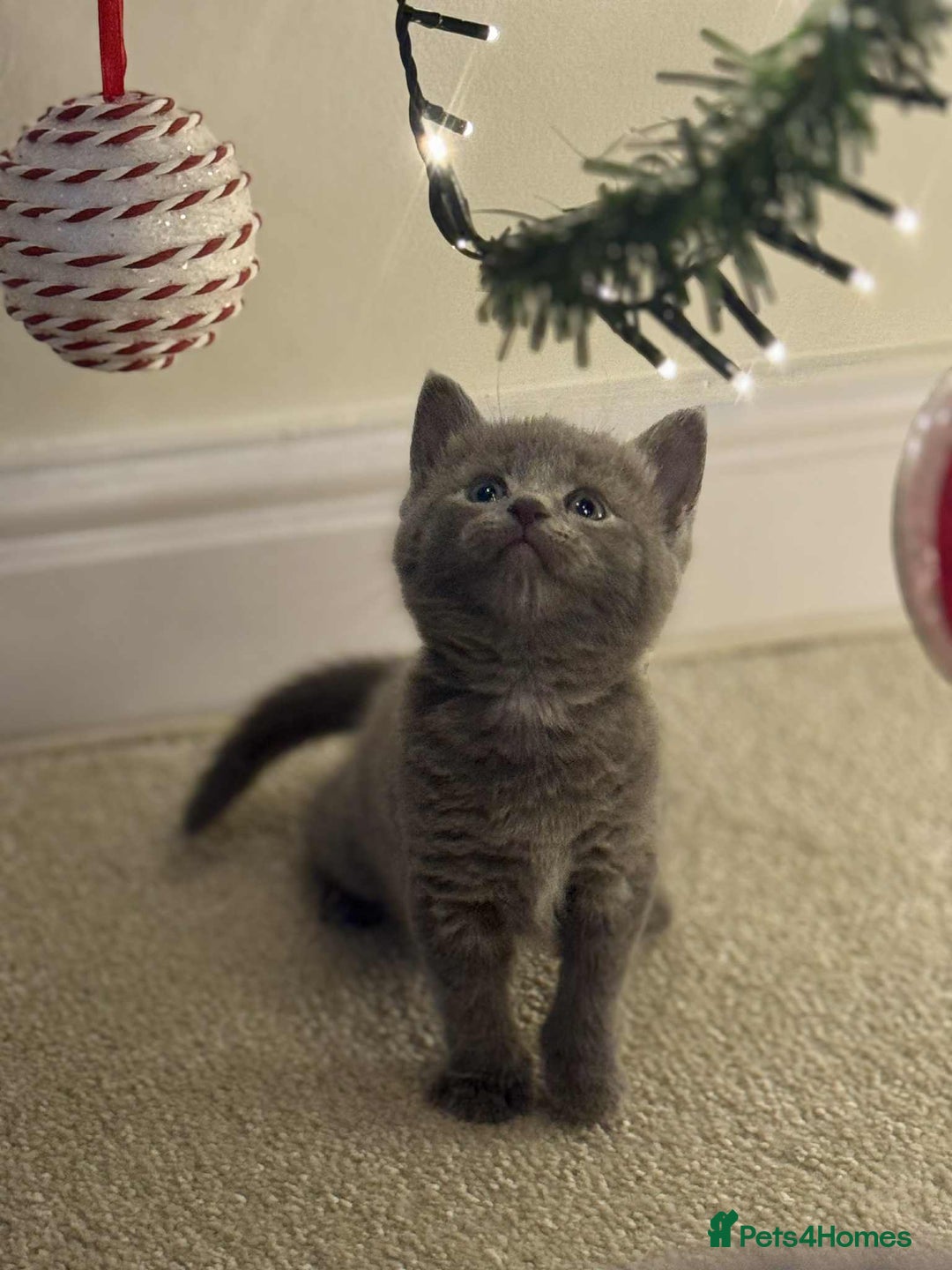 Mixed Breed cats for sale: Russian Blue X kittens  - Image 1