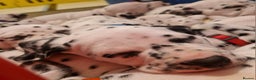 Dalmatian dogs for sale: ❤️Exceptional fully hearing KC Dalmatians❤️ - Advert 13