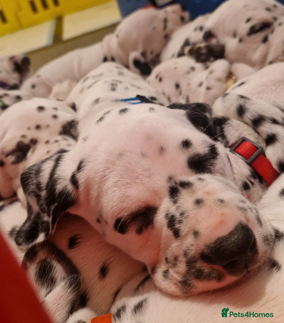 Dalmatian dogs for sale: ❤️Exceptional fully hearing KC Dalmatians❤️ - Advert 13