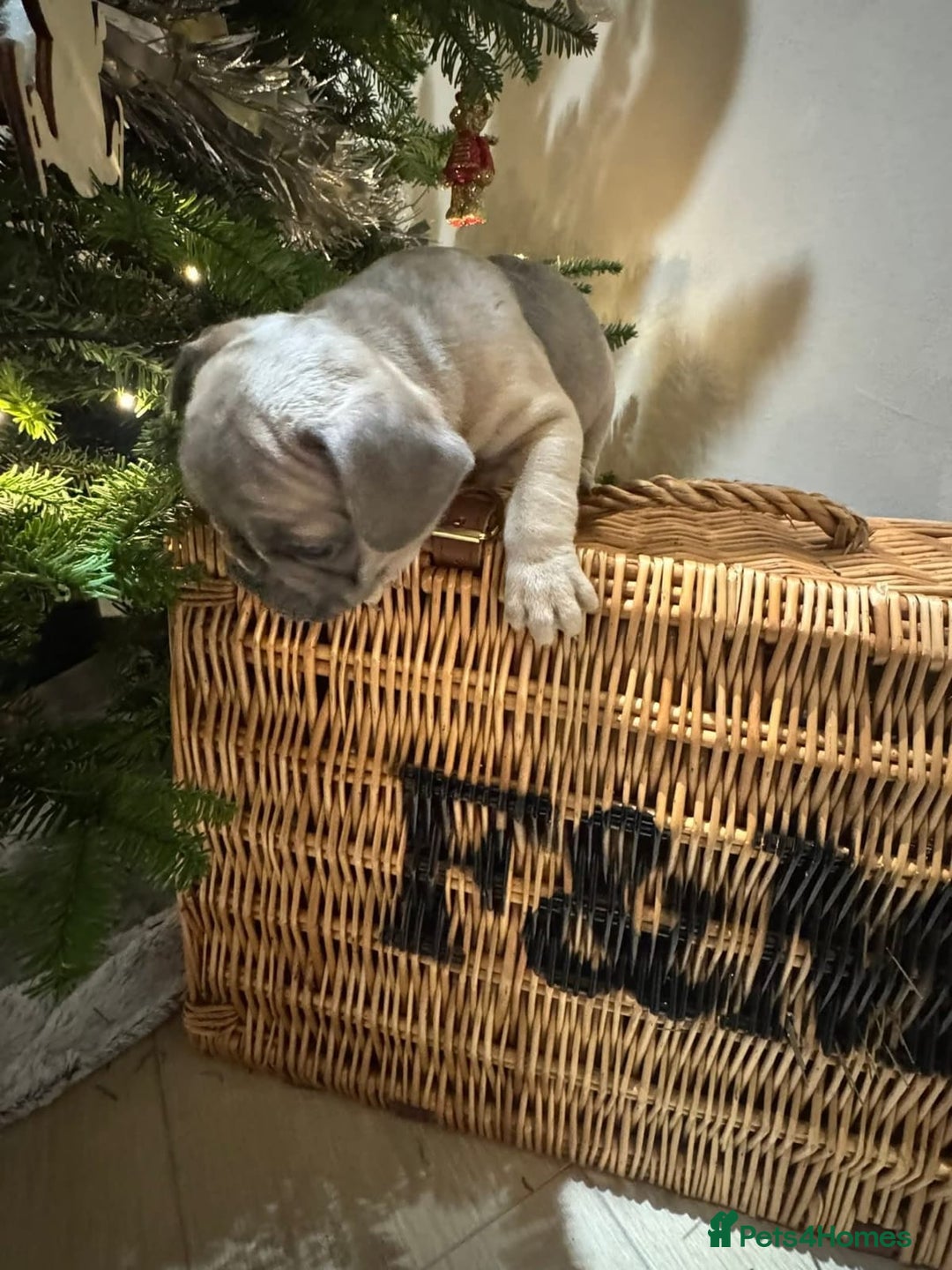 French Bulldog dogs for adoption: 🩷 COCO – Blue Fawn French Bulldog Girl - Advert 6