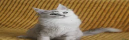 Maine Coon cats for sale: Pedigree Silver Shaded Beauties TICA Registered - Advert 21