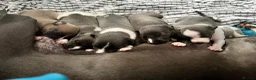 Whippet dogs for sale: Whippet KC pregnancy confirmed - Advert 4