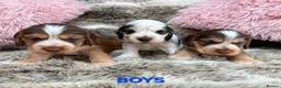 Cocker Spaniel dogs for sale: Stunning Show Cocker Spaniel puppies DNA tested - Advert 11
