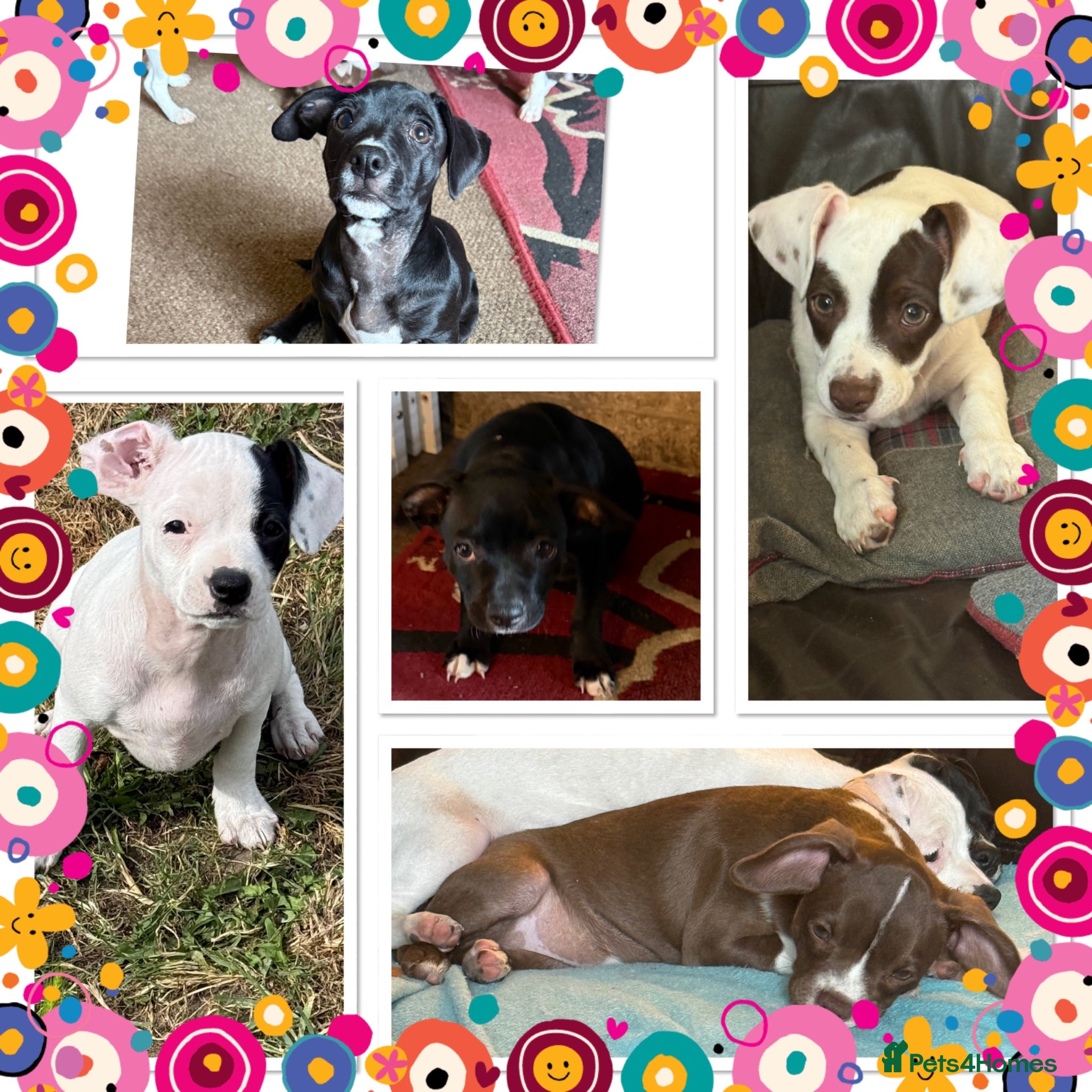 Mixed Breed dogs ❌French bulldog/cocker spaniels ❌ - Advert 1