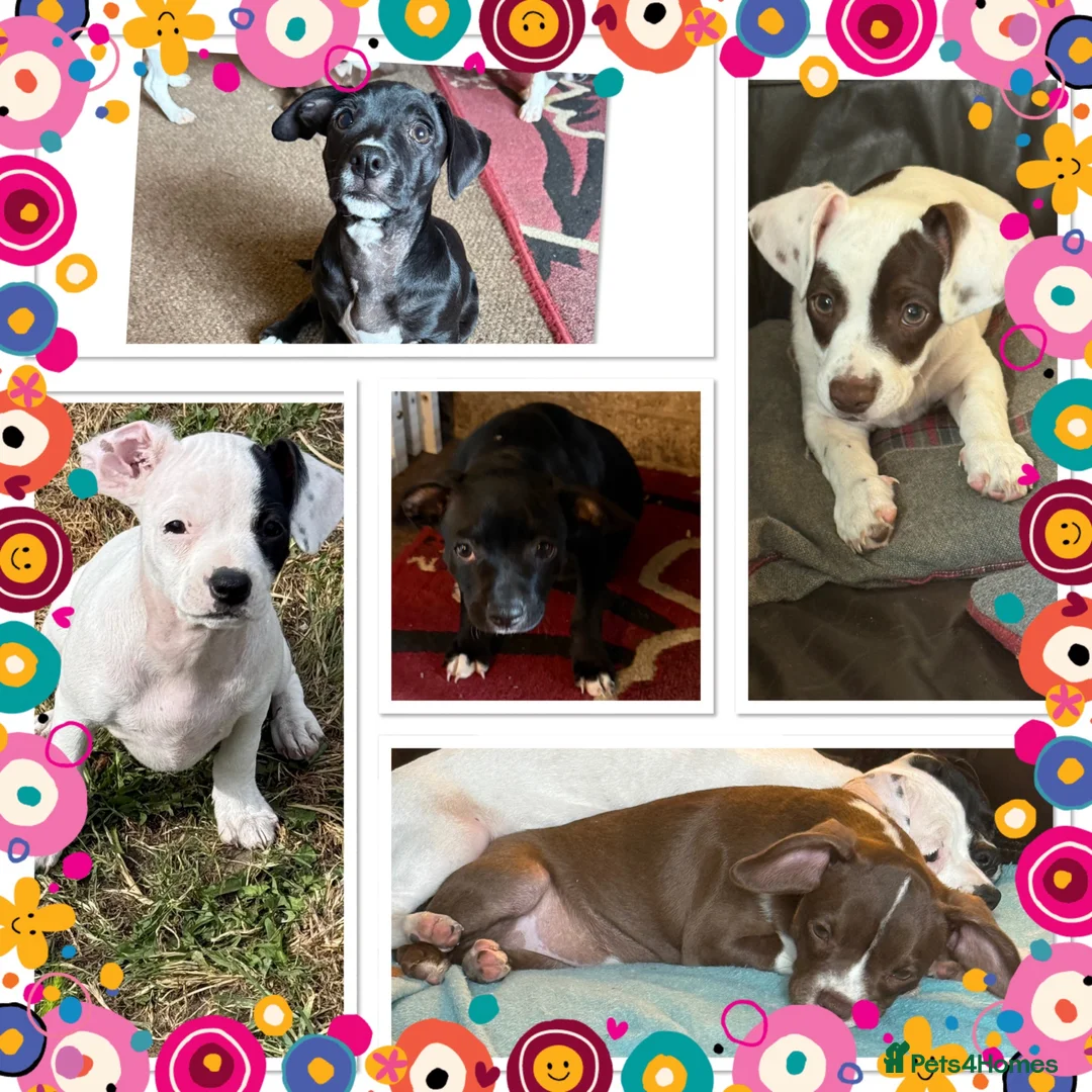 Mixed Breed dogs for sale: 13 weeks old French bulldog/cocker spaniels ❌ - Advert 1