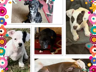 Mixed Breed dogs ❌French bulldog/cocker spaniels ❌ - Advert 5