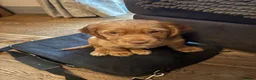 Cocker Spaniel dogs for sale: Two pure bred KC reg puppies looking for homes - Advert 3
