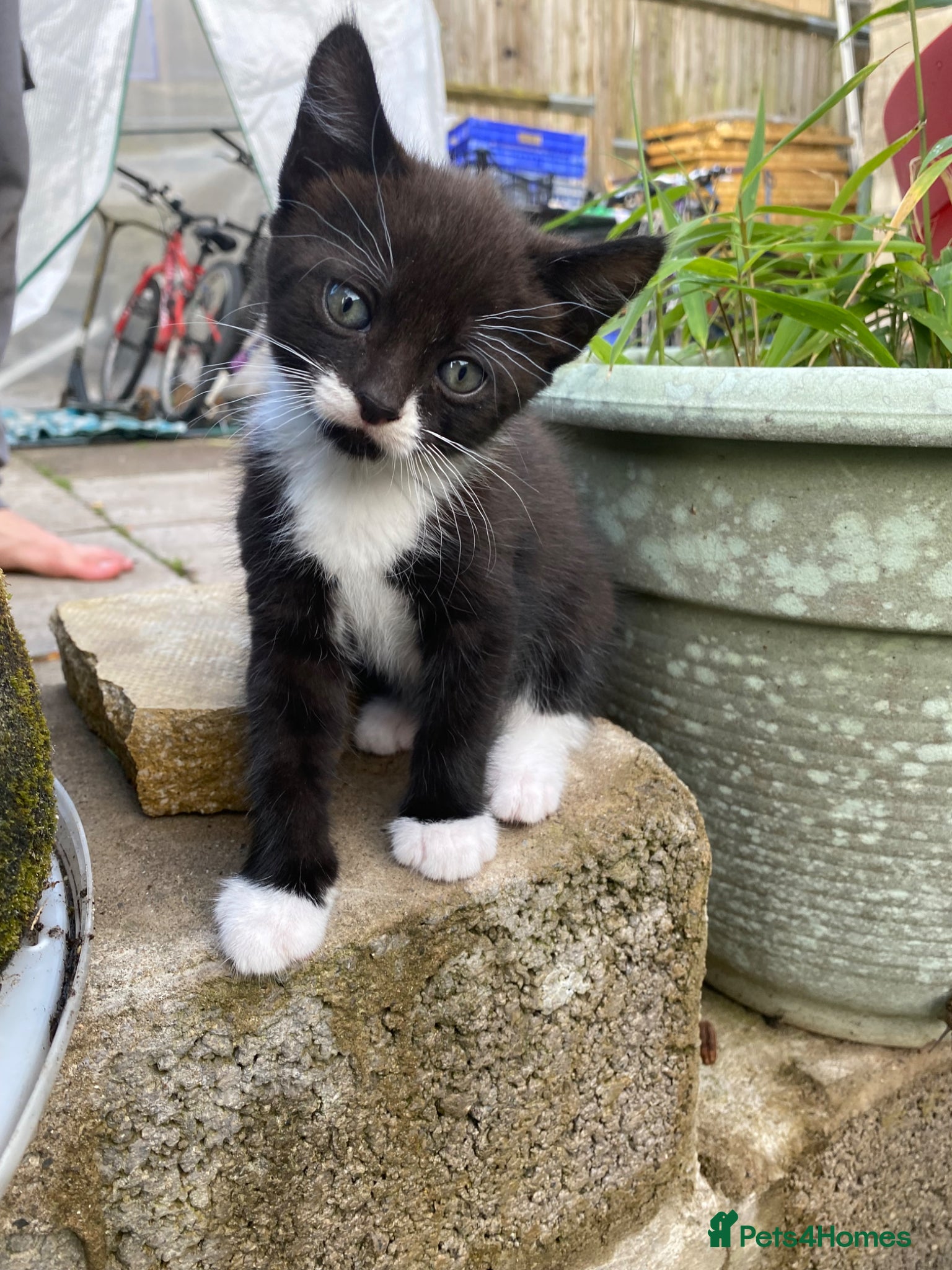 Mixed Breed cats One lovely tuxedo boy kitten - Advert 9