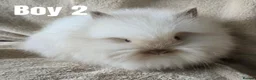 Lionhead rabbits for sale: 🐰💕 BEAUTIFUL PUREBRED LIONHEAD BABIES  in Glasgow - Advert 8