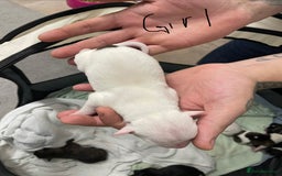 Staffordshire Bull Terrier dogs for sale: Staffy puppies  - Image 3