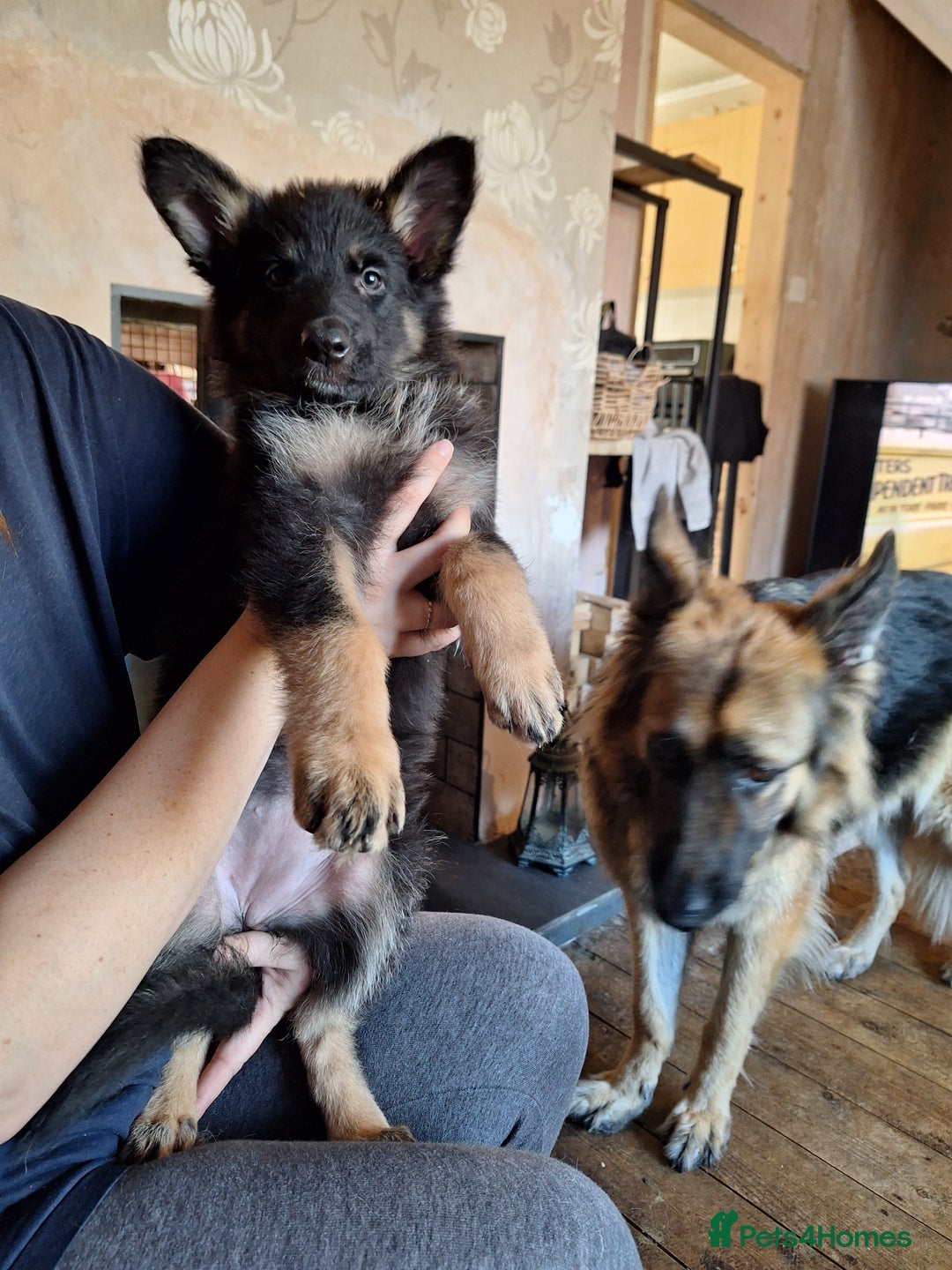 German Shepherd dogs for sale: 10 Healthy Beautiful German shepherds - Image 10