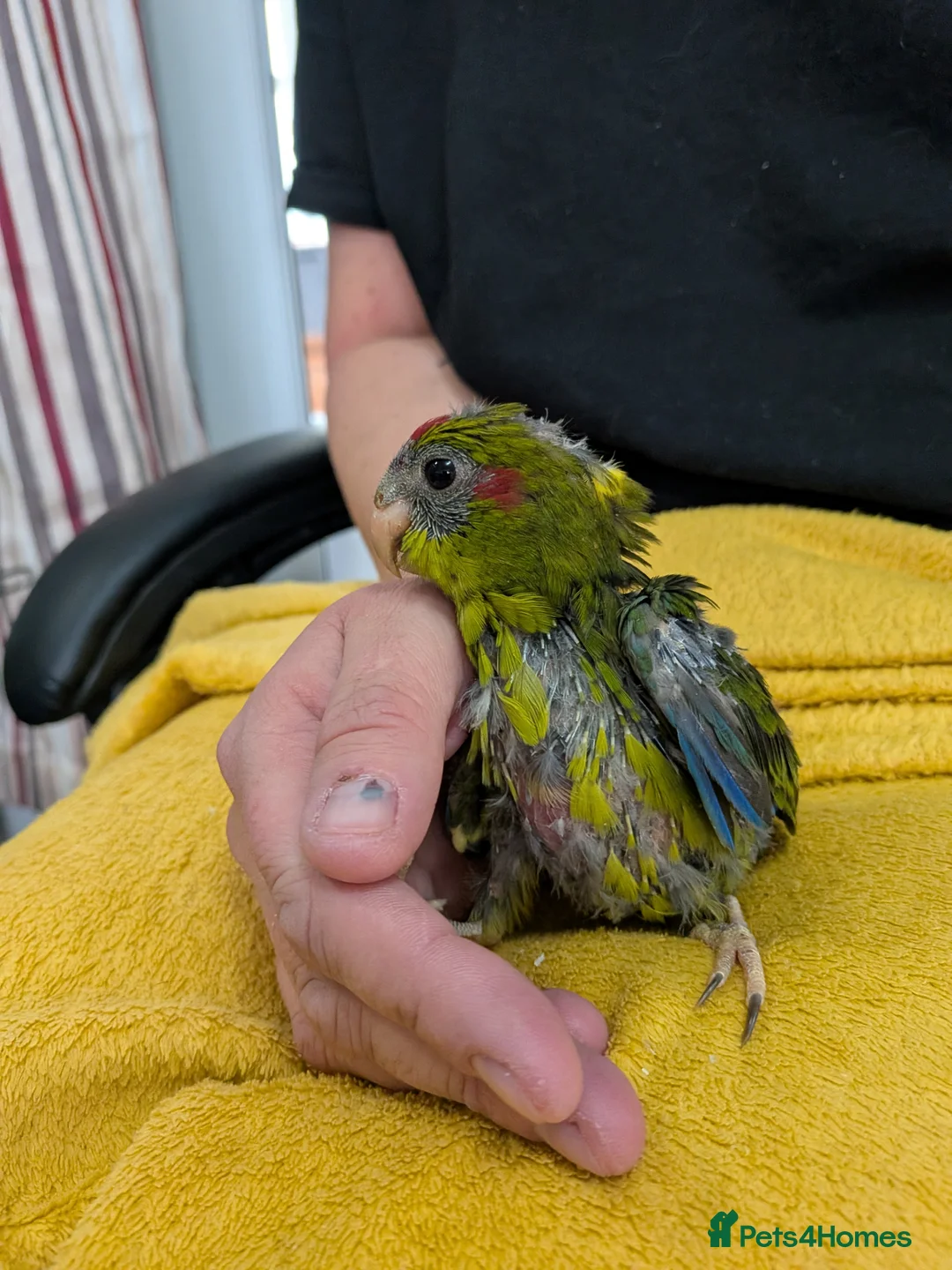 Parrots birds for sale: Baby Khakariki small parrots x6 - Advert 10