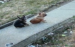 French Bulldog dogs for sale: French bulldog bitch - Image 1