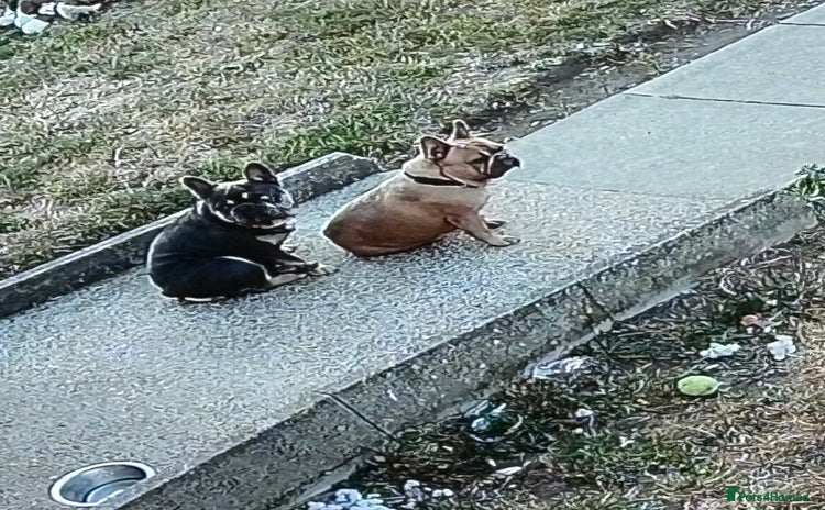 French Bulldog dogs - Advert 3