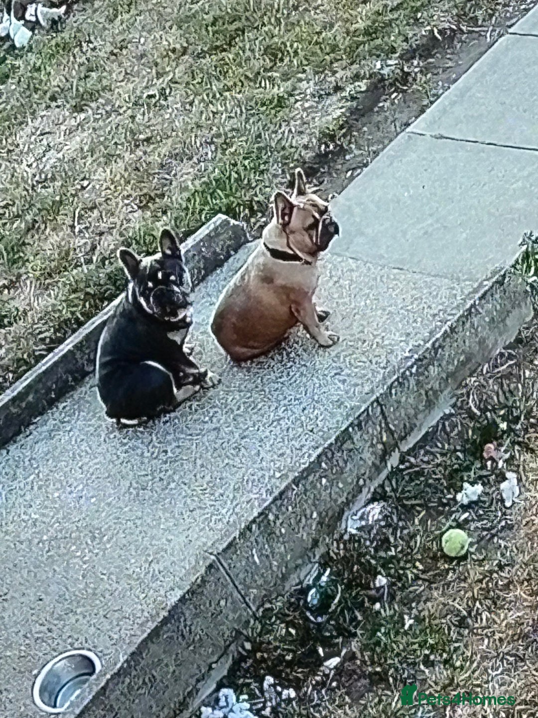 French Bulldog dogs for sale: French bulldog bitch - Image 1