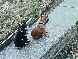 French Bulldog dogs - Advert 9